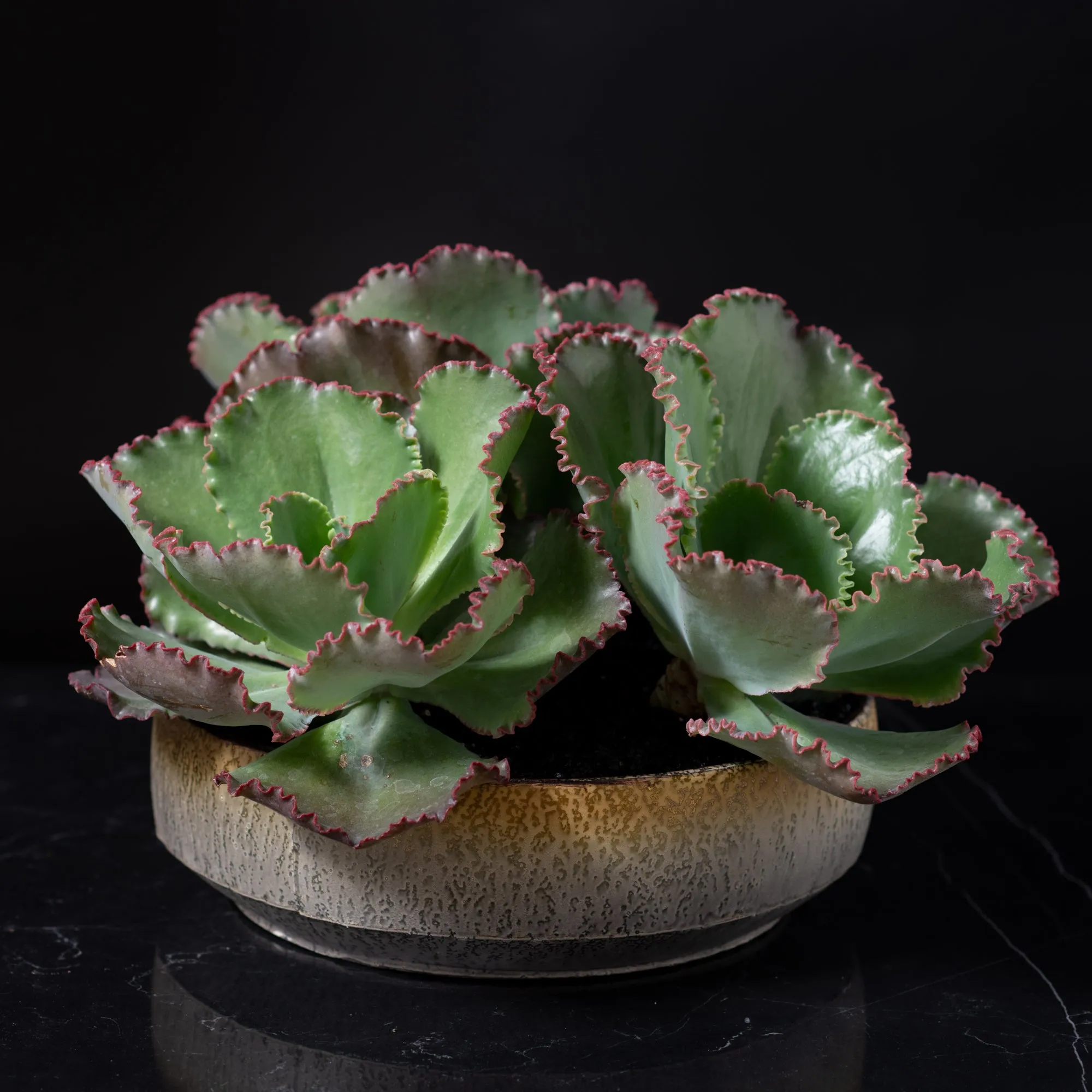 Large Succulent Green