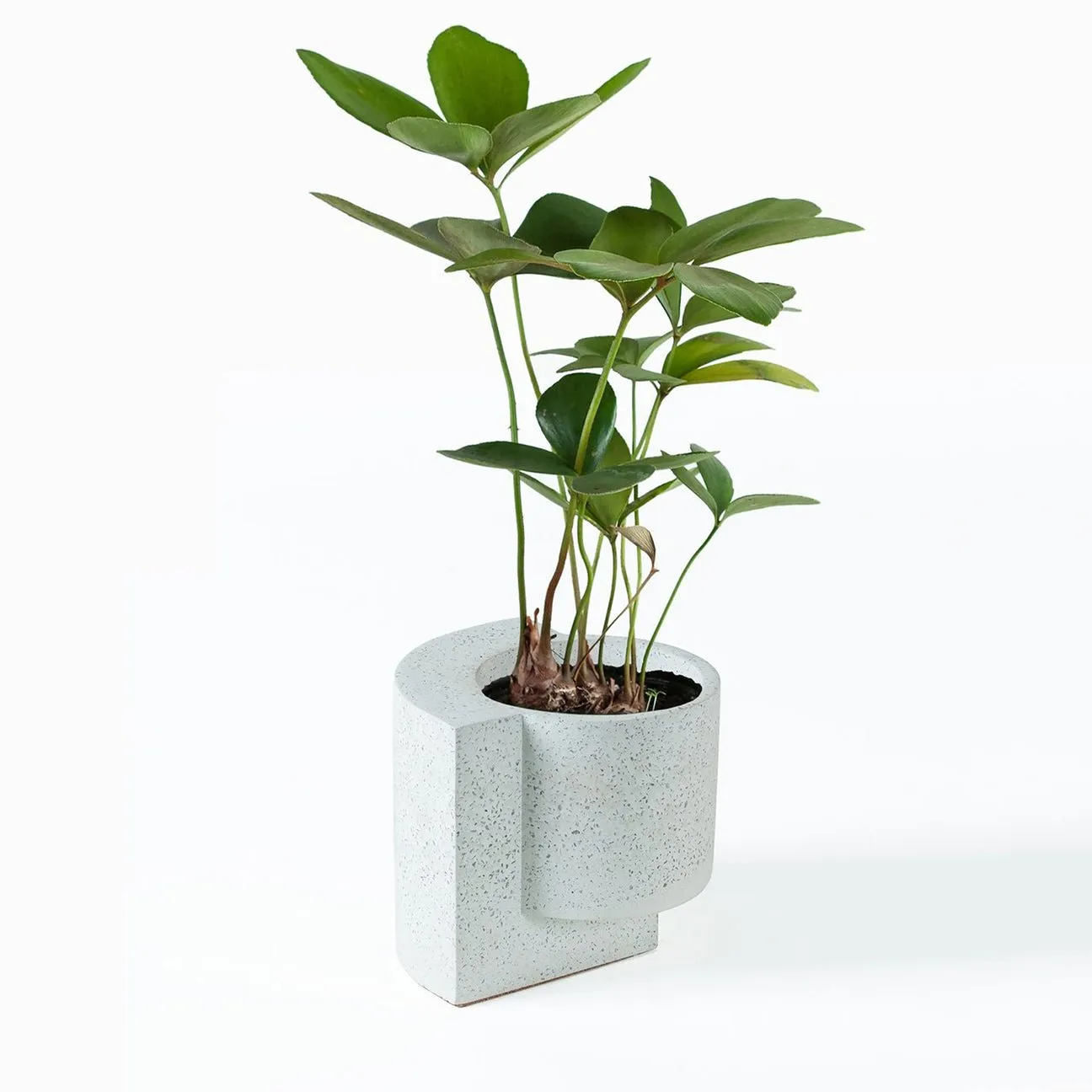 Platform Planter Small White